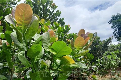 Tăng năng suất, sản lượng bền vững cho cây điều