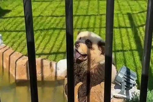'Gấu panda' trong sở thú ở Trung Quốc bất ngờ sủa gâu gâu, khách tham quan giận dữ