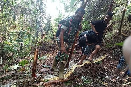 Kinh hoàng chồng phát hiện vợ bị 'quái thú' nuốt chửng