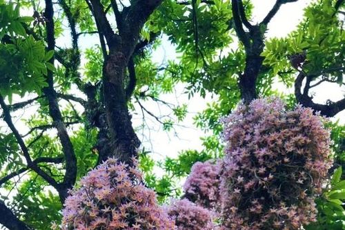 Cây cảnh 'tiên thảo', trồng trong nhà phú quý ngút ngàn như mây
