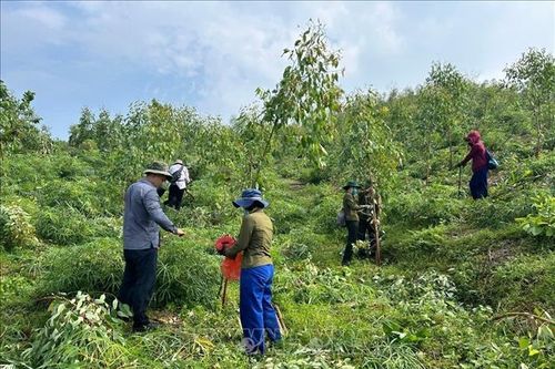 Lập phương án sản xuất, hỗ trợ cây giống trồng lại rừng