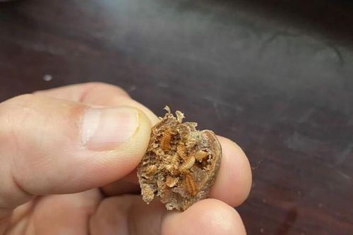Không phải tổ yến, tổ của loài côn trùng này mới là 'báu vật', cứ nhặt là giàu, ở Việt Nam có khắp nơi