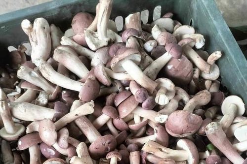 Thu tiền triệu nhờ đi hái thứ nấm… đắng ngắt, dân Quảng Bình ai cũng mê