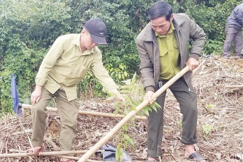 Giống chất lượng cho rừng trồng