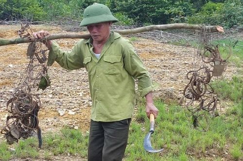 Hà Tĩnh: ra quân gỡ bẫy thú rừng mùa mưa