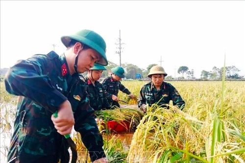 Đẩy nhanh thu hoạch vụ mùa và triển khai sản xuất vụ đông 2024
