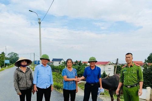 Trao trả con trâu bị lạc trong bão số 3 cho người dân tỉnh Phú Thọ