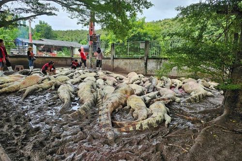Trải lòng từ chủ trang trại phải giết hơn 100 con cá sấu sau bão Yagi