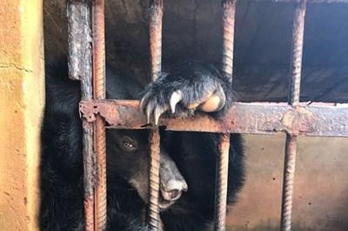Đề nghị gỡ bỏ thông tin liên quan đến việc rao bán trái phép các sản phẩm từ động vật hoang dã