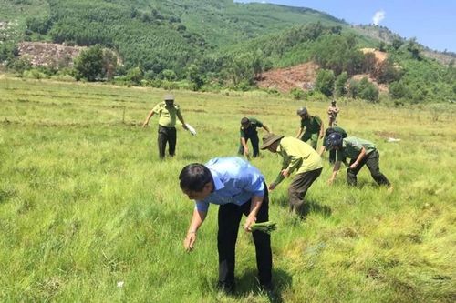 Thả về môi trường tự nhiên hàng chục cá thể chim trời