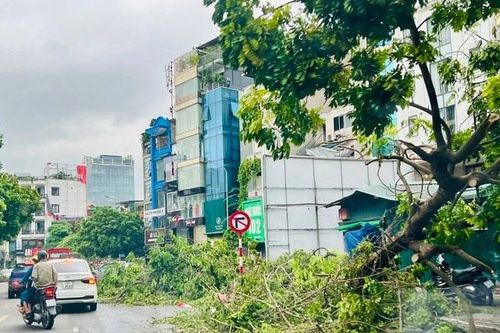 Trên 4.100 cây xanh tại Hà Nội được trồng lại sau bão số 3