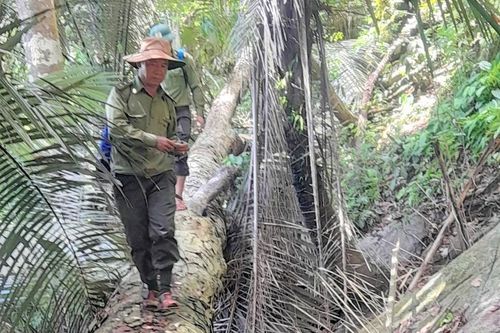 Công an huyện Nam Giang khởi tố, bắt tạm giam 2 đối tượng phá rừng