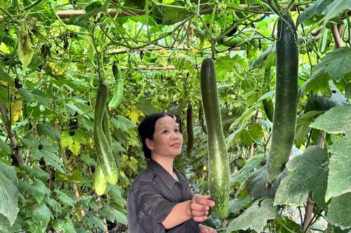 Hụt nguồn cung, rau xanh tăng giá