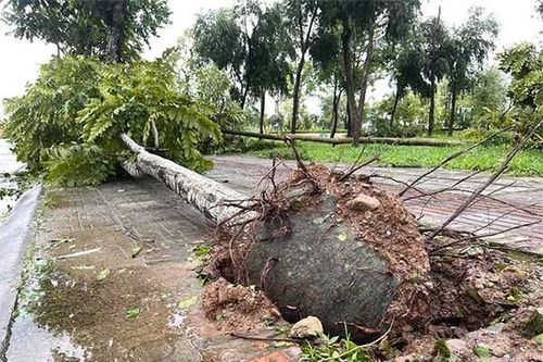 Những cây còn bầu bọc rễ sẽ khiến cây dễ gãy, đổ khi có gió to