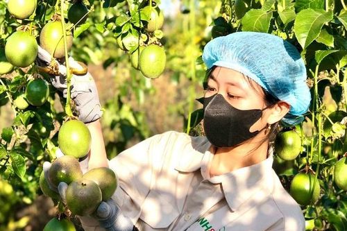 Làm gì để hạn chế việc thiếu nguyên liệu đạt chuẩn cho chế biến?