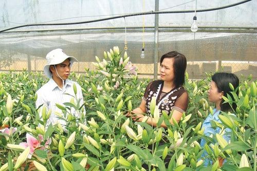 Lạng Sơn: Nhiều biện pháp để các HTX phát triển ổn định, bền vững