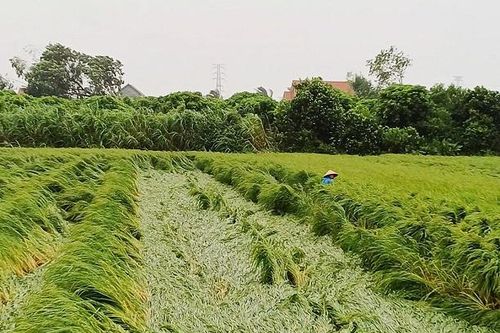 Nền kinh tế thiệt hại như thế nào do bão số 3?