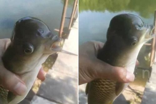 Đi câu trên sông, người đàn ông bắt được con cá lạ