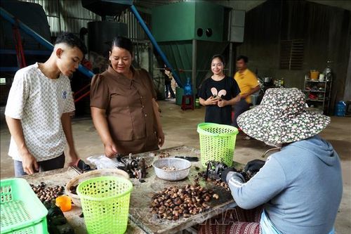 Người phụ nữ dân tộc thiểu số tâm huyết với nông nghiệp hữu cơ