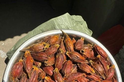 Quả mọc dại giá đến 300.000 đồng/kg, dân buôn bán vài tạ/tháng