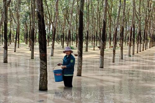 Hàng chục ha cây trồng bị ngập úng do triều cường tại Bình Dương