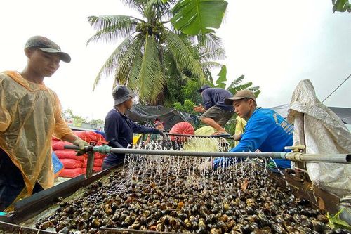 Rộn ràng mùa ốc
