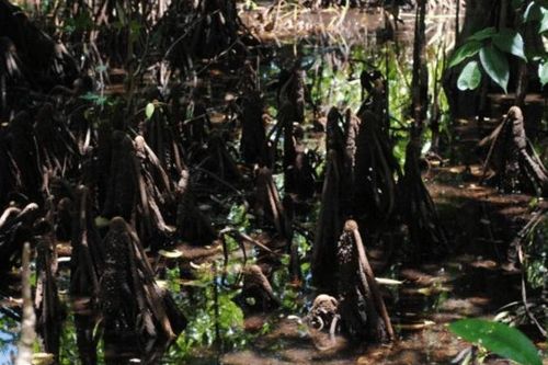 Kỳ lạ loài cây biết 'sinh con' như động vật, Việt Nam có nhiều