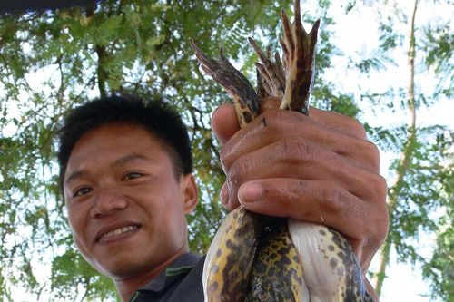 Nhộn nhịp mùa buôn ếch đồng