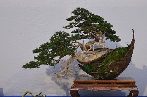 10 tác phẩm bonsai độc đáo và đẹp nhất hành tinh