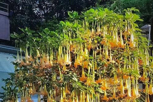 Hoa độc vào nhà, gia chủ tiền của thất thoát, khó làm giàu