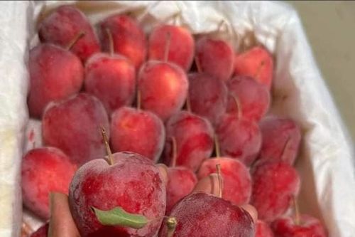Sự thật đằng sau táo cherry giá rẻ bán đầy chợ mạng