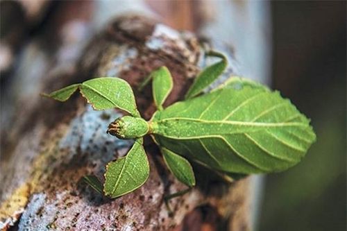 Loài côn trùng hình thù kỳ lạ nhất Việt Nam: Có trong Sách đỏ, sở hữu biệt tài 'ẩn thân chi thuật'