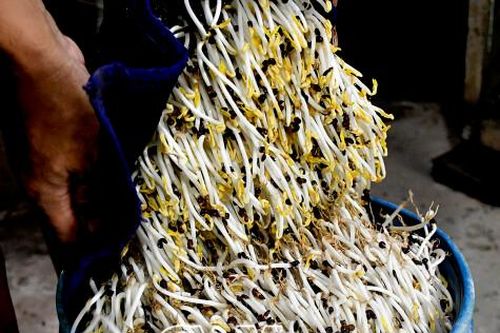 Tăng thu nhập từ làm giá đỗ truyền thống