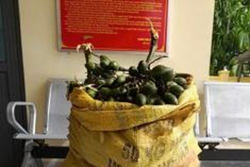 Quảng Ngãi: Cau tăng giá nóng, liên tiếp xuất hiện 'cau tặc'