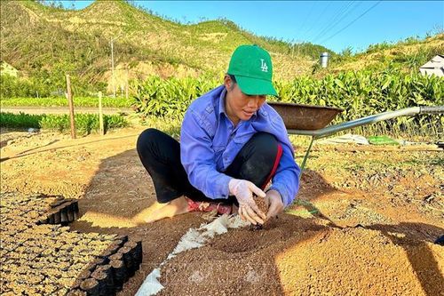 'Nỗi đau' của rừng - Bài cuối: Tái thiết 'lá phổi xanh'