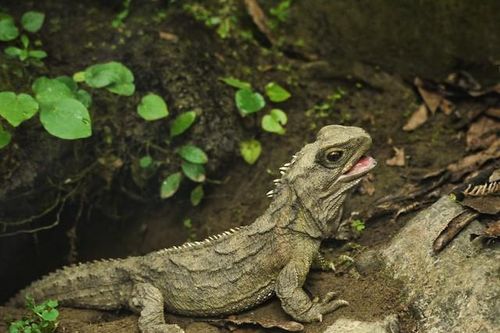 Bí ẩn về loài Tuatara: Chứng nhân sống sót từ thời kỳ khủng long sở hữu 'con mắt thứ ba'