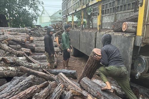 Báo động tình trạng phá rừng tại xã biên giới Ia Mơ, Gia Lai