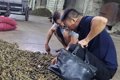 Thương lái Trung Quốc ăn chực nằm chờ ở lò sấy, cau chưa kịp nguội đã 'hốt sạch'