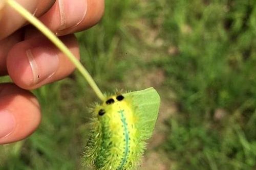 Từ 'quái vật' đến 'báu vật': Loài kinh dị này đang giúp nhiều người hốt bạc