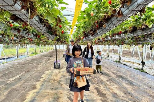 Lâm Đồng: Du lịch canh nông phát triển chưa tương xứng với tiềm năng
