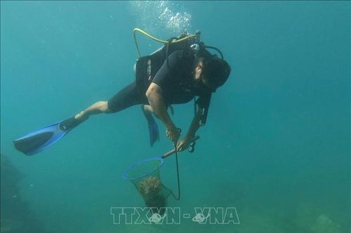 Hệ sinh thái biển vịnh Nha Trang dần phục hồi tích cực