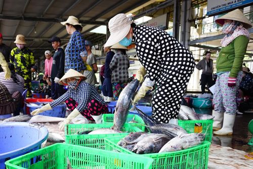 Giá cá ngừ vằn giảm mạnh, ngư dân gặp khó