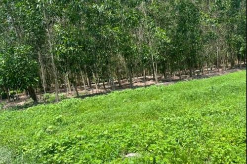 Kỳ 1: Đường đi của 200.000 mét vuông đất… qua 'siêu cò'