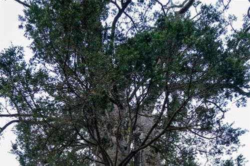 Loại gỗ quý hiếm của Việt Nam mọc trên độ cao 1.000m: Giá có thể lên đến hàng trăm triệu/kg, đang bị đe dọa tuyệt chủng