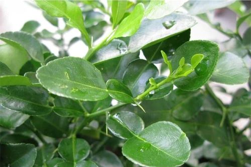 Tác dụng kỳ diệu của lá bưởi nhưng ít người biết đến