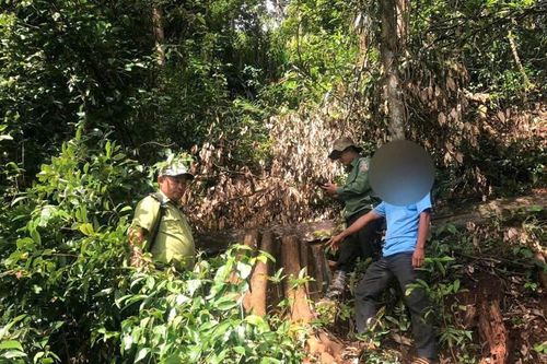 Đắk Nông: khởi tố đối tượng khai thác lâm sản trái phép