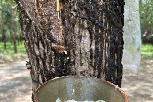 Chấm dứt tình trạng người thuê vườn cao su dự án xóa nghèo dùng hóa chất kích mủ