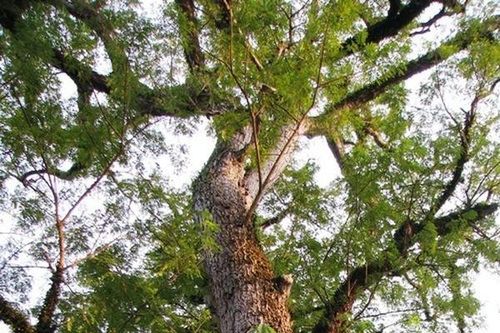 Cận cảnh cây gỗ quý 700 tuổi 'không đo được bằng tiền'