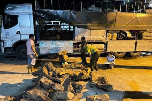 Phát hiện 1,5 tấn gỗ thuộc nhóm thực vật rừng nguy cấp, quý hiếm