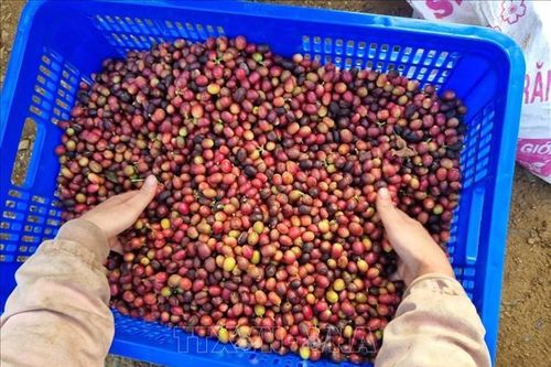 Bàn giải pháp xử lý rác thải trong sản xuất cà phê